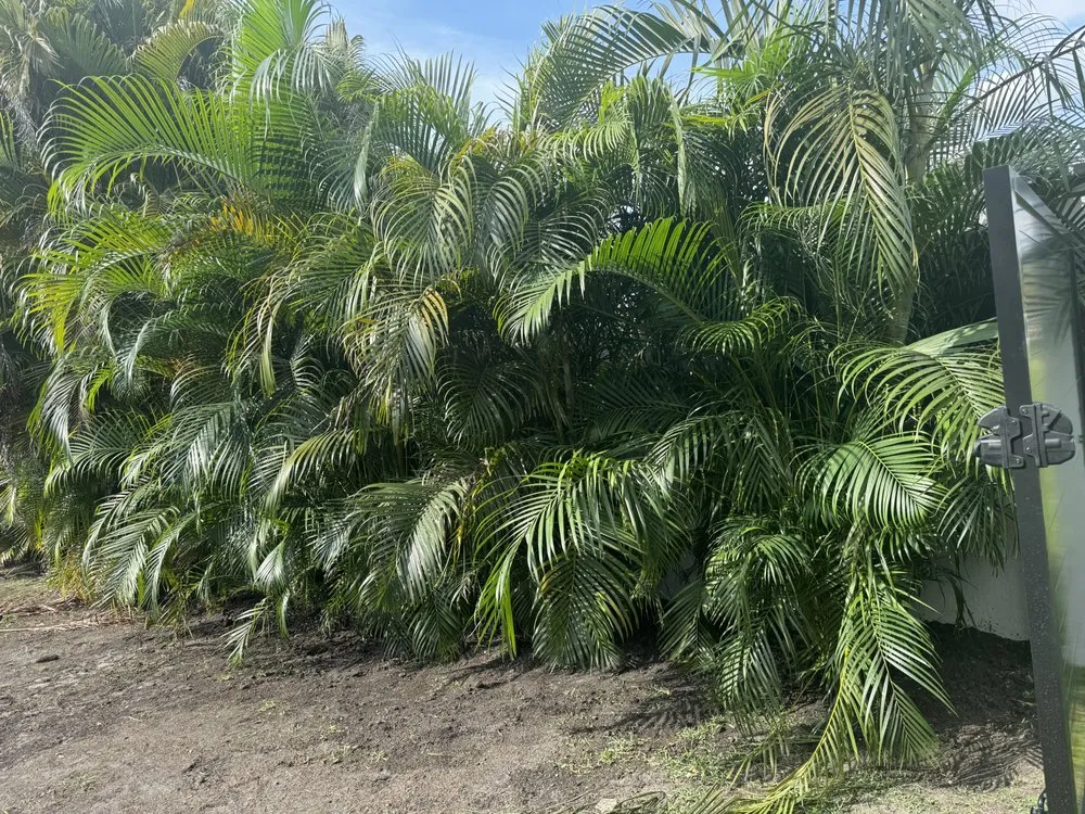 Trusted residential landscaping for residential properties in Hollywood, FL by Family Tree Garden Center