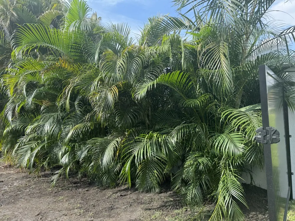 Trusted lawn care service experts serving Hollywood, FL - Family Tree Garden Center