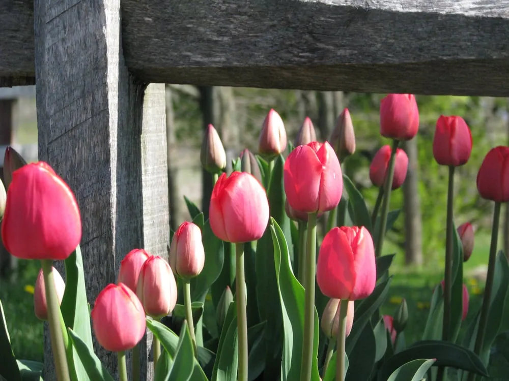 Expert garden landscaping in Sidney, ME by Family Tree Lawn & Landscape Management