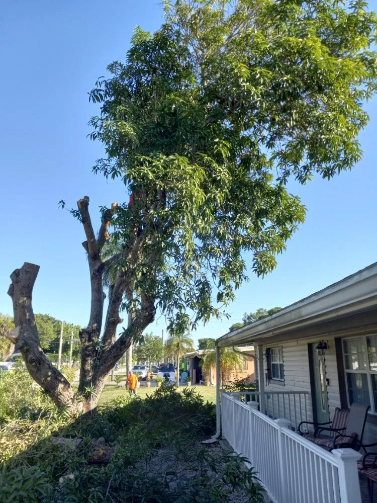 Custom landscape design experts serving North Fort Myers, FL - Family Tree