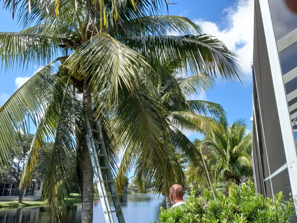 Professional outdoor landscaping in North Fort Myers, FL - Family Tree