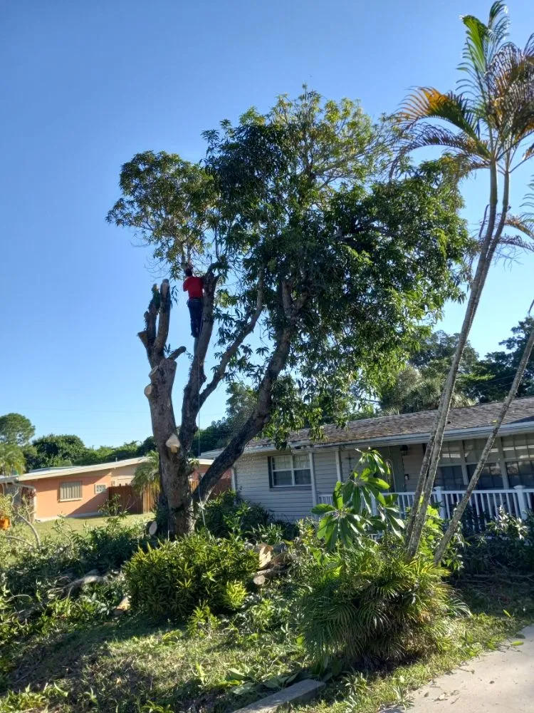 Expert landscaping services near you in North Fort Myers, FL by Family Tree