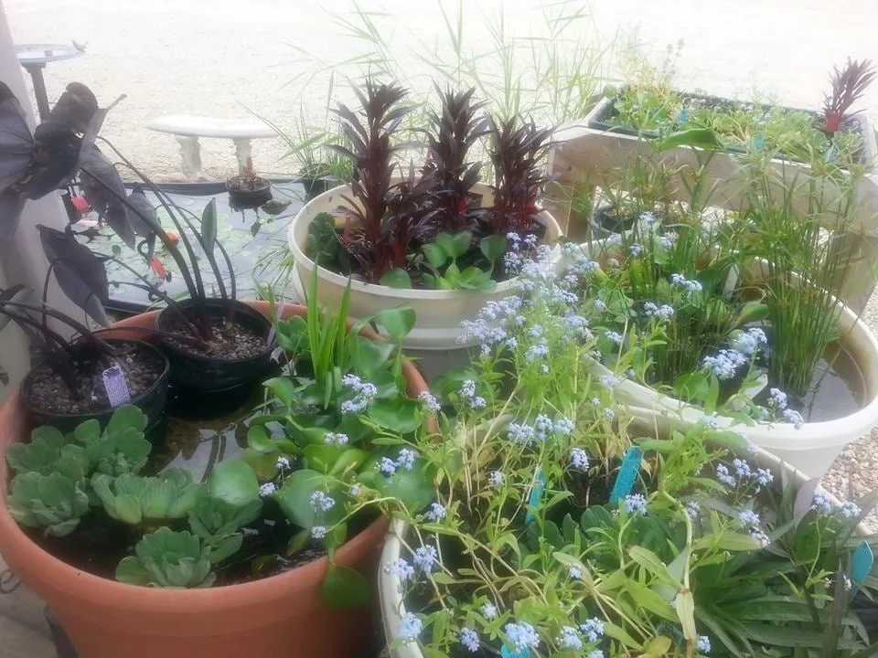 Affordable lawn care service for beautiful yards in Rochester, MN by Family Tree