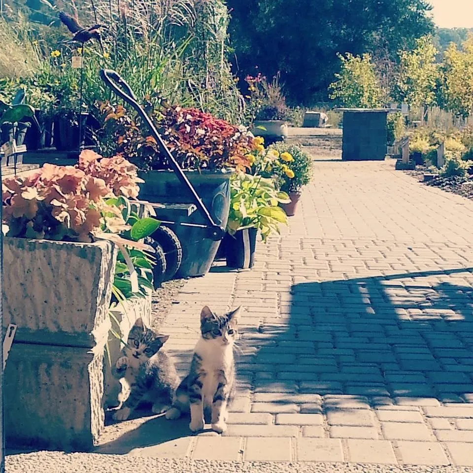 Professional landscaping services in Rochester, MN - Family Tree