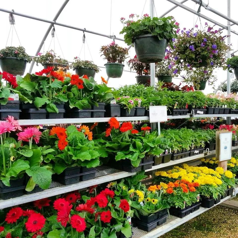 Custom yard cleanup service in Rochester, MN - Family Tree