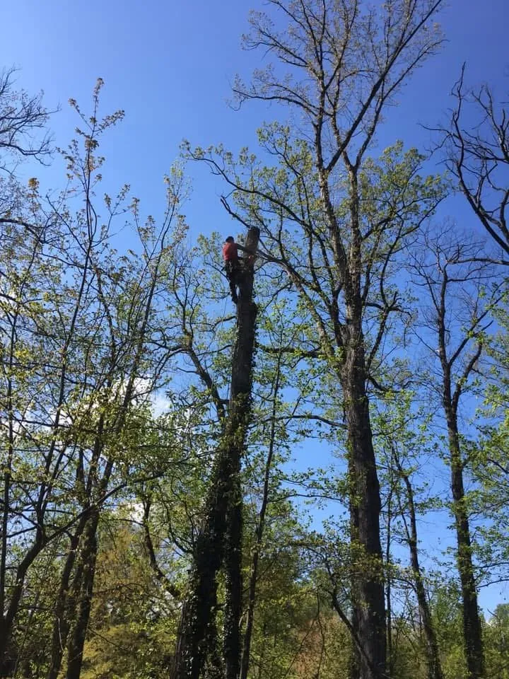 Trusted landscape design in Fort Washington, MD - Family Tree Service & Landscaping