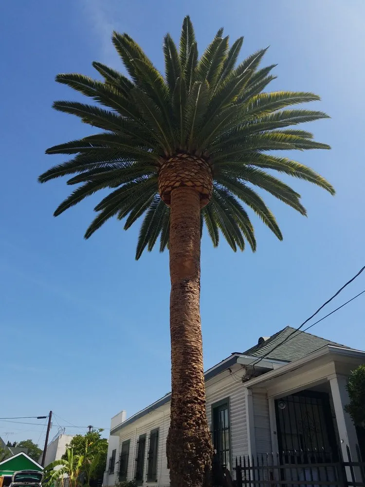 Reliable lawn mowing service for residential properties across Monrovia, CA - Family Tree Service