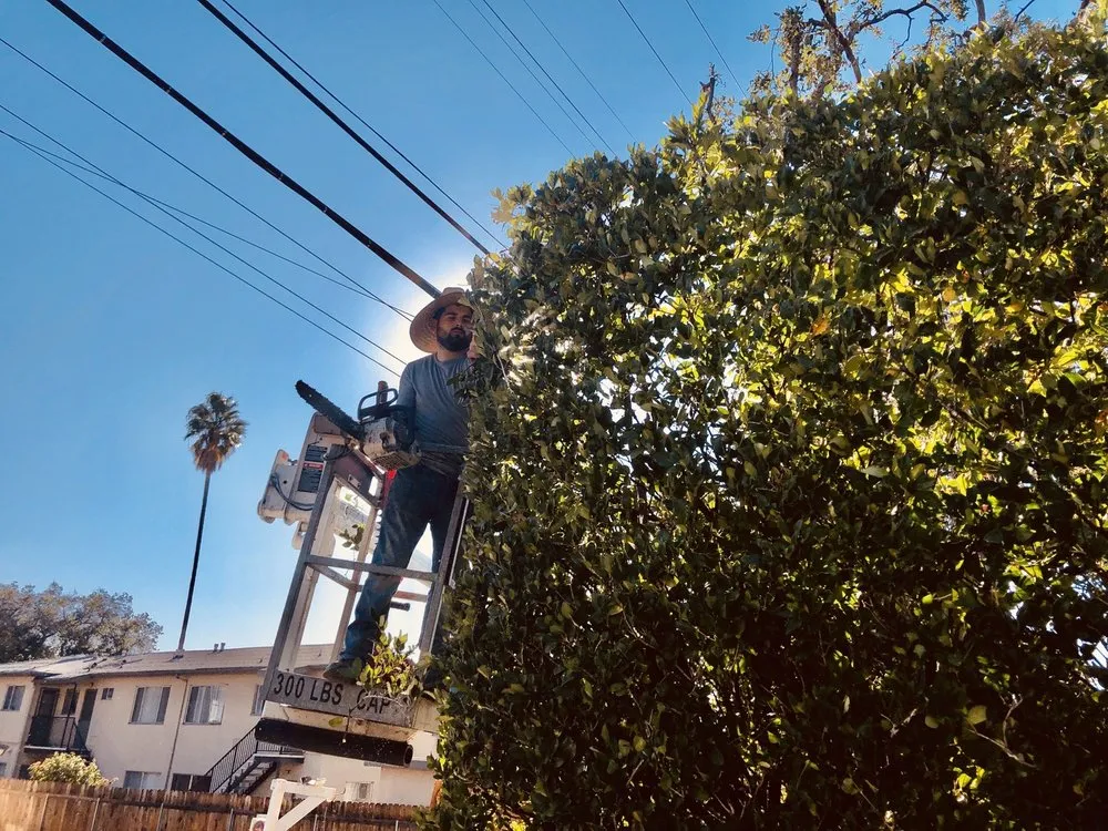 Local lawn care service near you in Monrovia, CA by Family Tree Service