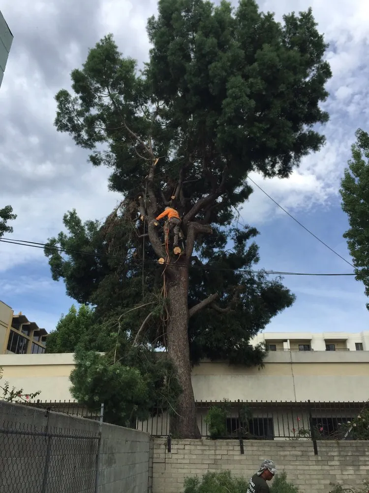 Top-rated yard maintenance in Monrovia, CA by Family Tree Service