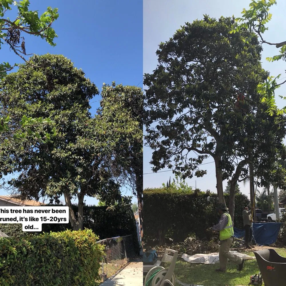 Expert lawn care service in Monrovia, CA by Family Tree Service