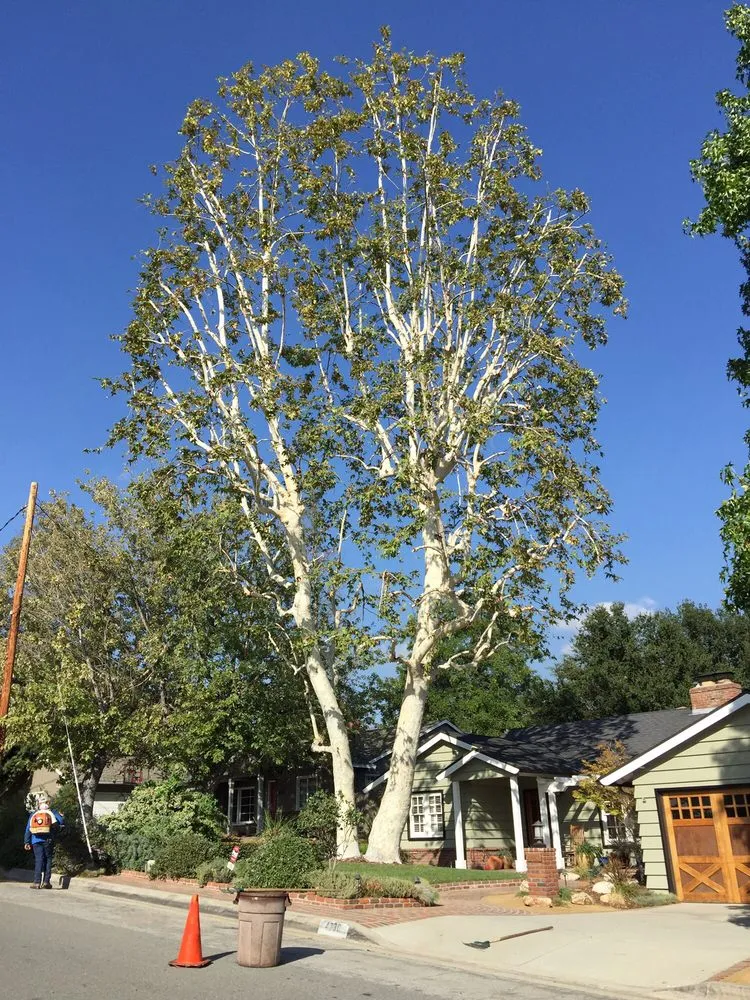 Reliable yard maintenance for year-round maintenance in Monrovia, CA by Family Tree Service