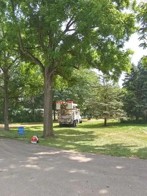 Family tree tree service Logo