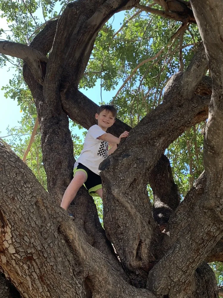 Affordable yard maintenance for beautiful yards in Apache Junction, AZ by Family Tree Trimming