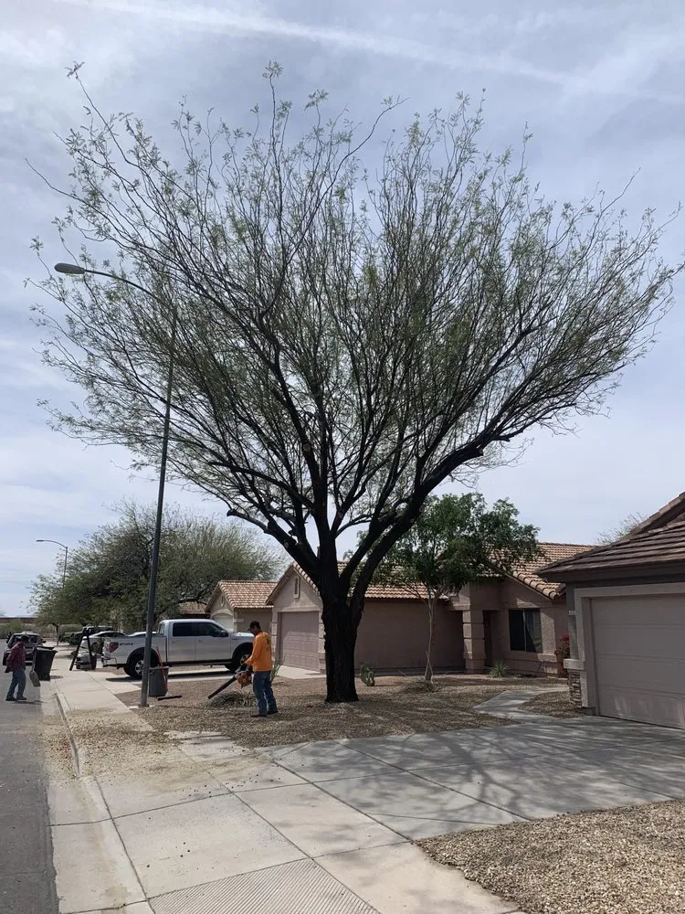 Top-rated outdoor landscaping experts serving Apache Junction, AZ - Family Tree Trimming