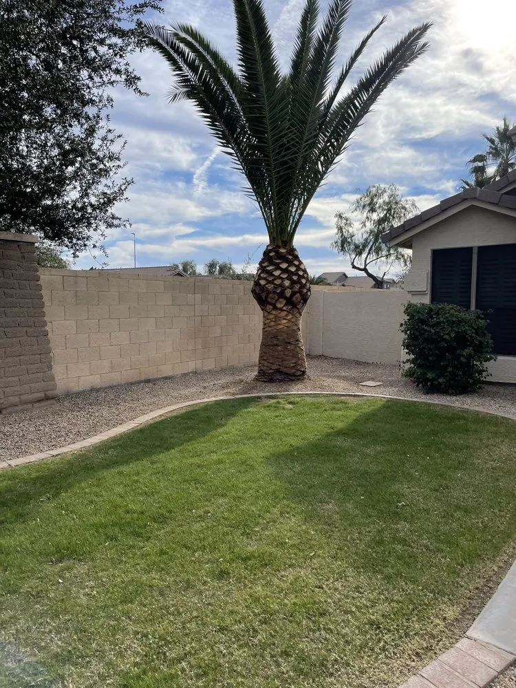 Local lawn care service experts serving Apache Junction, AZ - Family Tree Trimming