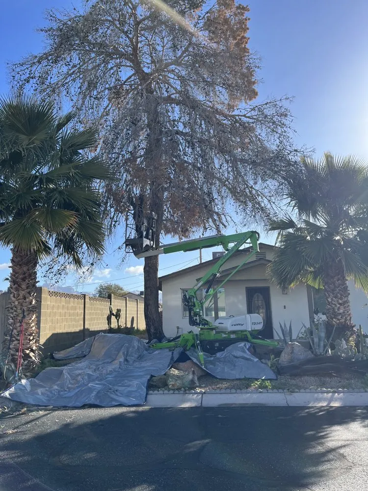 Local garden landscaping in Apache Junction, AZ - Family Tree Trimming