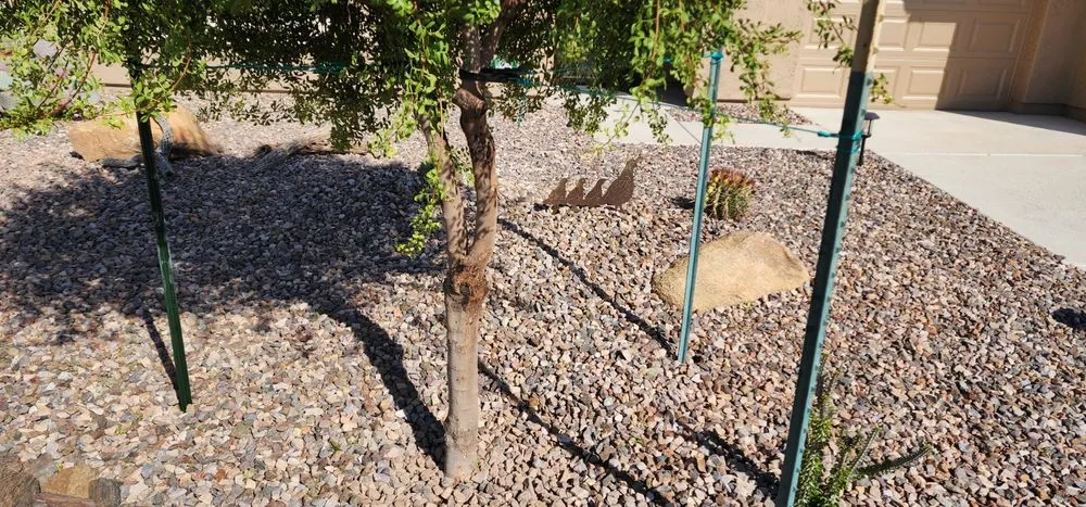 Professional yard maintenance with custom design in Apache Junction, AZ by Family Tree Trimming