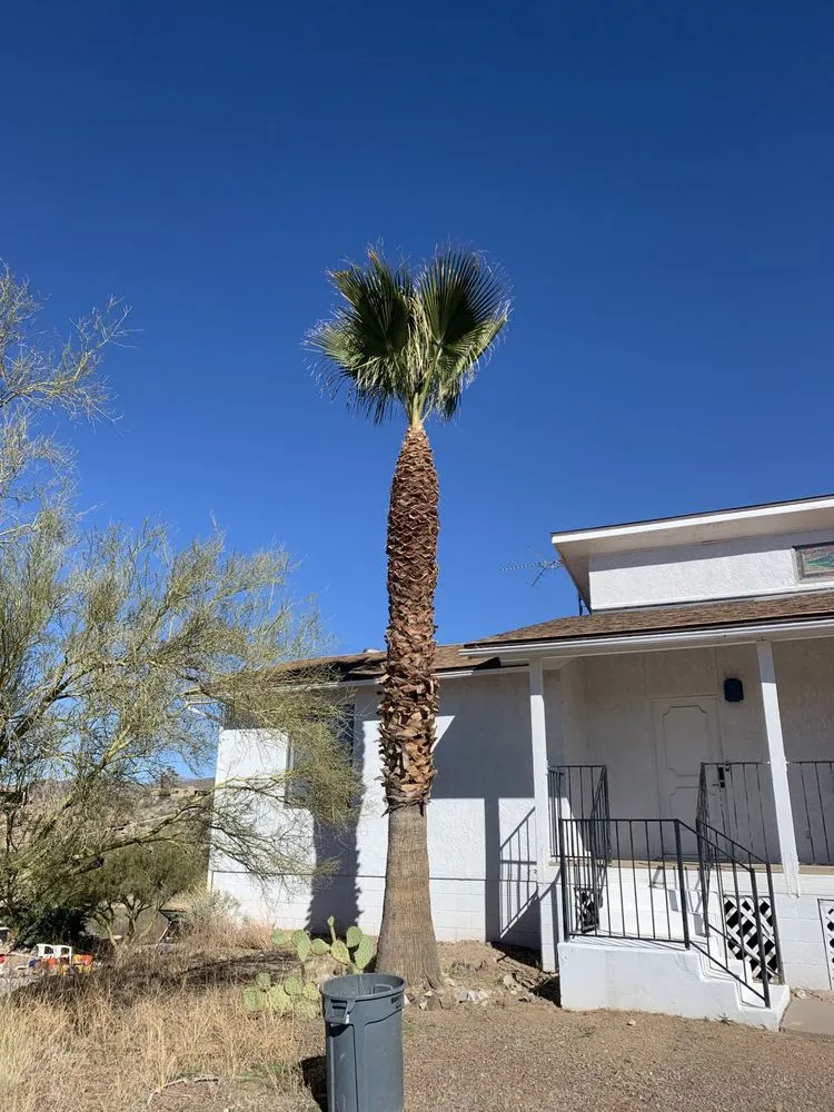 Top-rated landscape installation for homes across Apache Junction, AZ - Family Tree Trimming