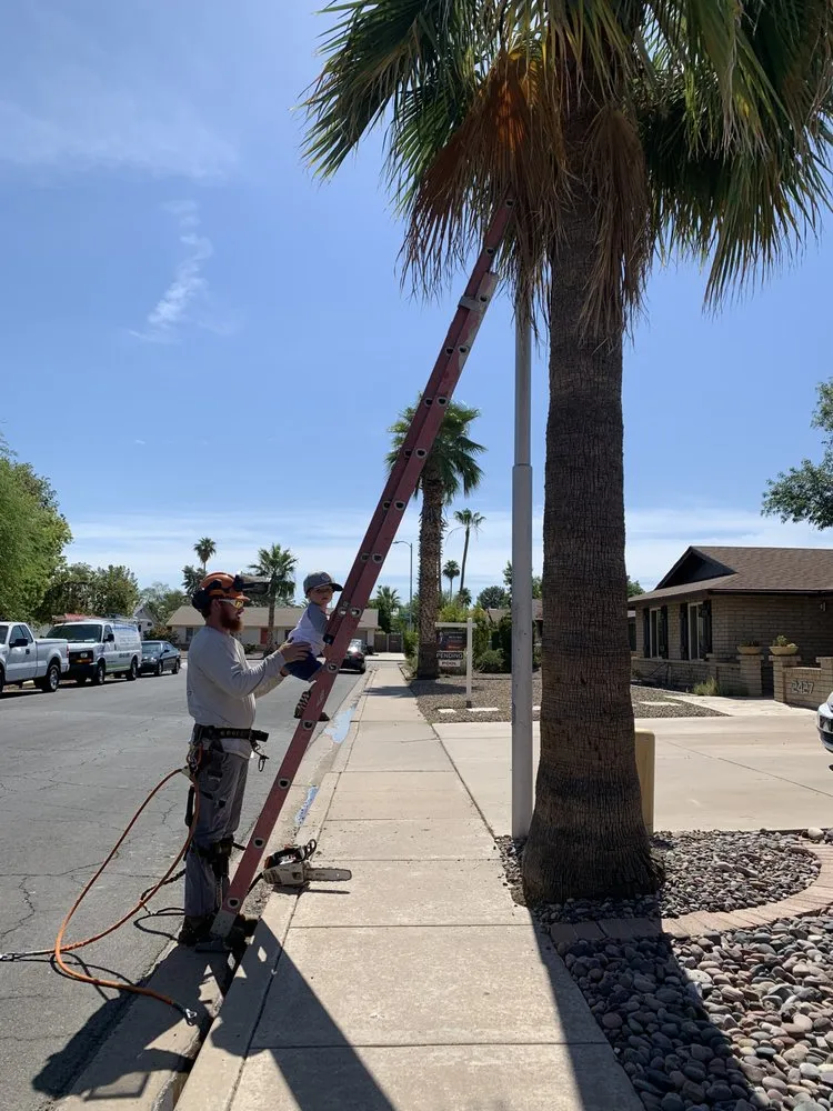 Local garden landscaping experts serving Apache Junction, AZ - Family Tree Trimming