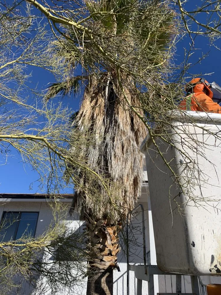 Local landscape installation in Apache Junction, AZ - Family Tree Trimming