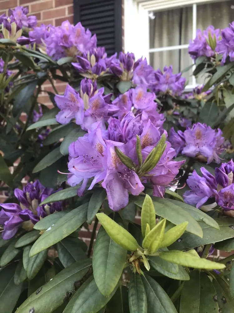 Expert yard cleanup service for residential properties across Manchester, MD - FAMILYscapes