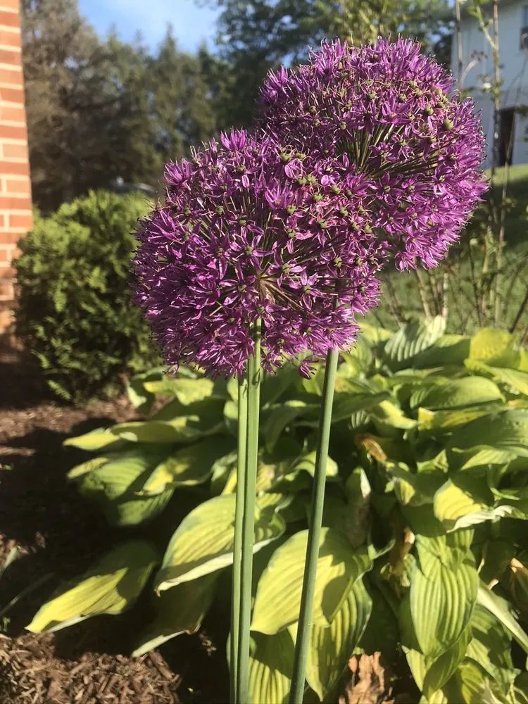 Top-rated landscape installation in Manchester, MD by FAMILYscapes