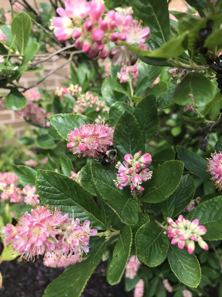 Reliable landscaping services for outdoor upgrades in Manchester, MD by FAMILYscapes