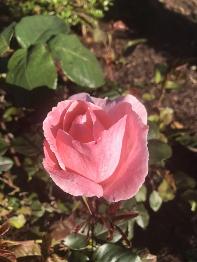 Expert yard cleanup service in Manchester, MD by FAMILYscapes