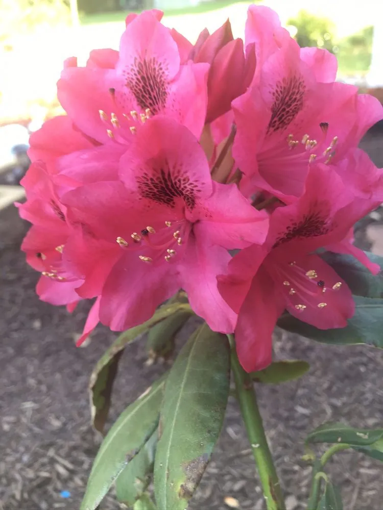 Custom landscape installation for residential properties across Manchester, MD - FAMILYscapes