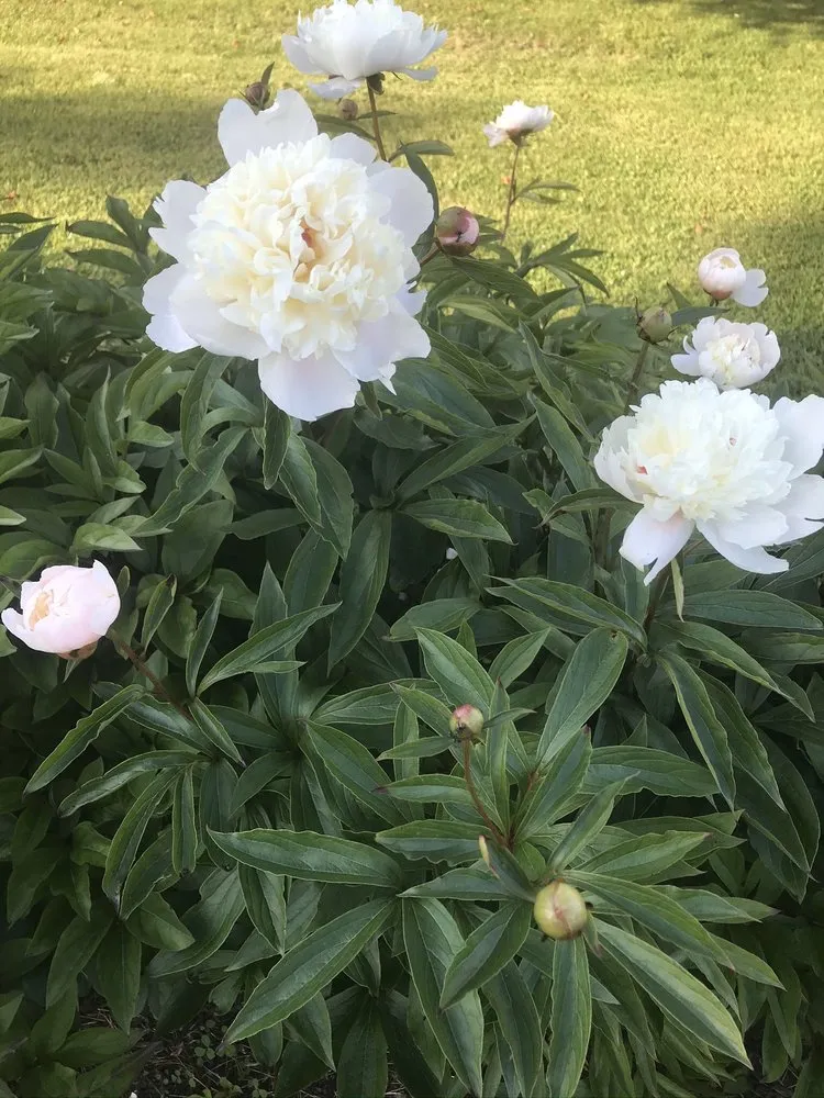 Local lawn care service in Manchester, MD - FAMILYscapes