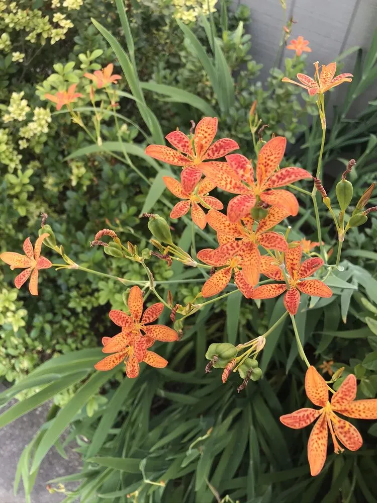 Custom yard maintenance in Manchester, MD - FAMILYscapes