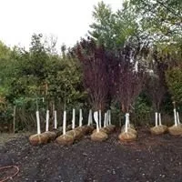 Affordable yard maintenance for outdoor upgrades in Monroe Township, NJ by Fanelli's Landscape Supply