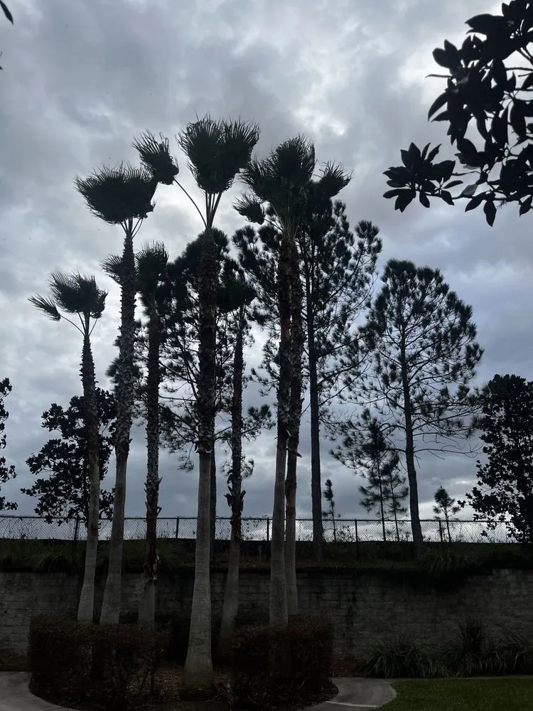 Affordable yard cleanup service in Hernando, FL by Fantasy Garden