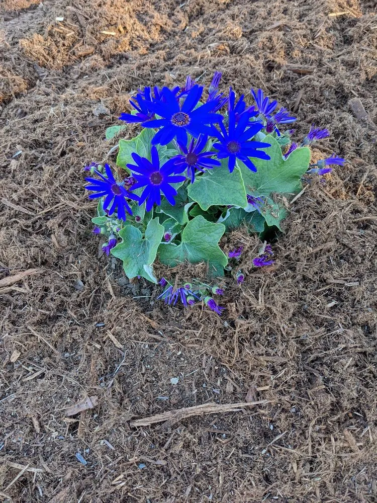 Custom outdoor landscaping experts serving Fair Oaks, CA - Fantasyscapes, Inc.