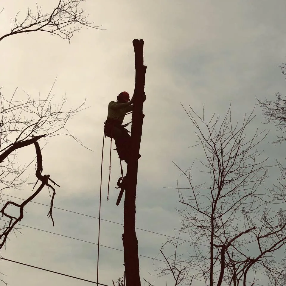 Reliable landscaping services experts serving Culpeper, VA - Fant’s Tree Service