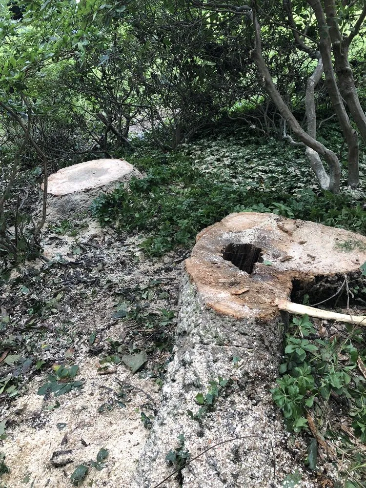 Professional residential landscaping for residential properties in Culpeper, VA by Fant’s Tree Service