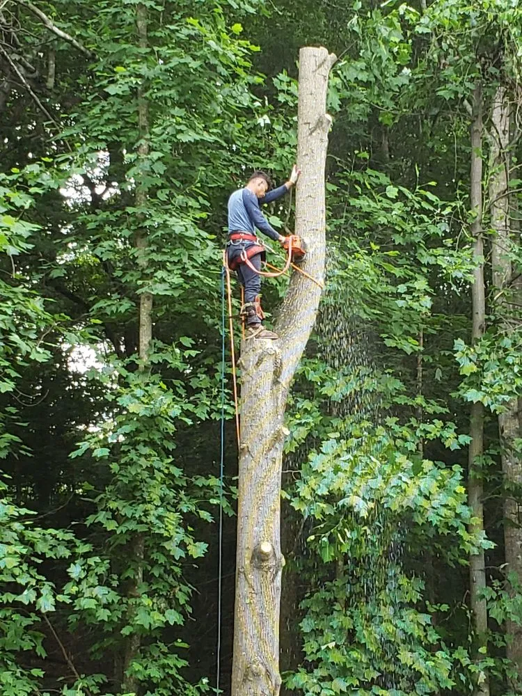 Custom lawn mowing service experts serving Culpeper, VA - Fant’s Tree Service