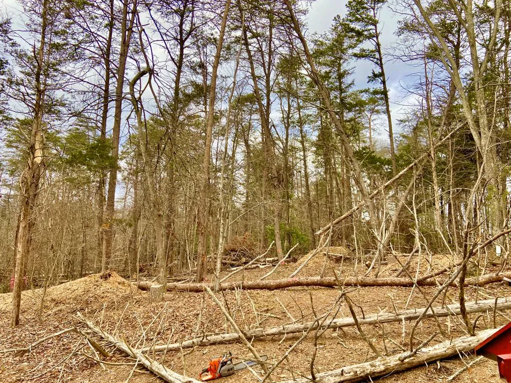 Reliable yard cleanup service in Culpeper, VA - Fant’s Tree Service