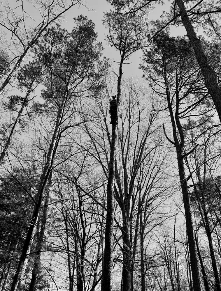 Top-rated landscape design in Culpeper, VA by Fant’s Tree Service