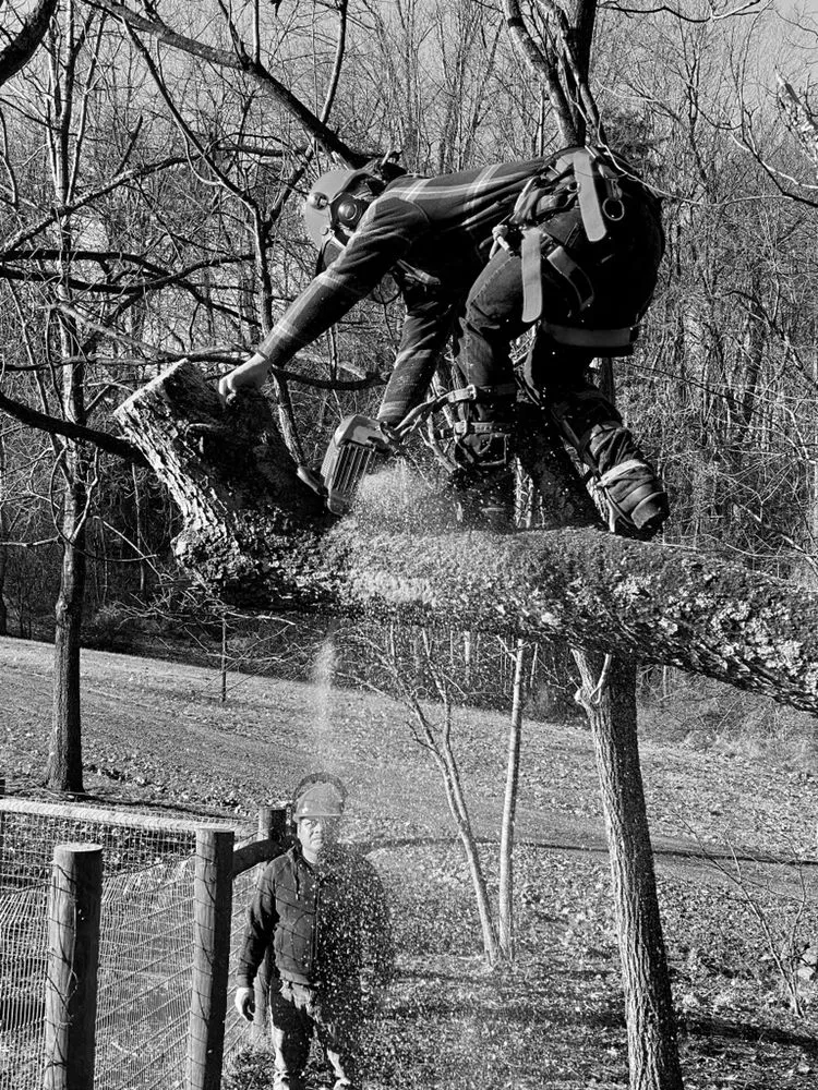 Reliable lawn care service for outdoor upgrades in Culpeper, VA by Fant’s Tree Service