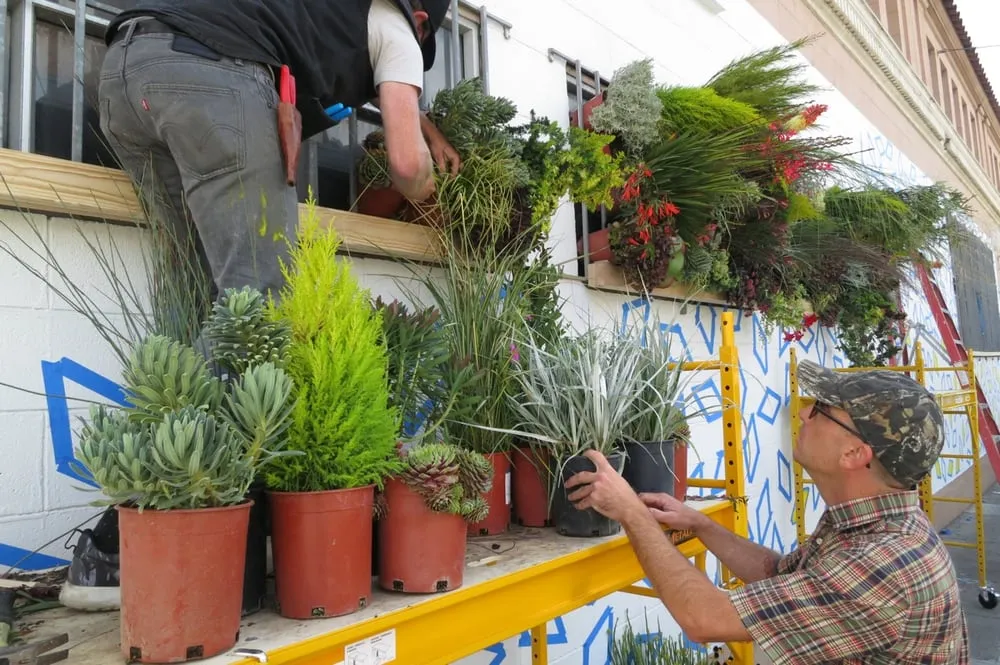 Affordable landscape design in Berkeley, CA - Farallon Gardens