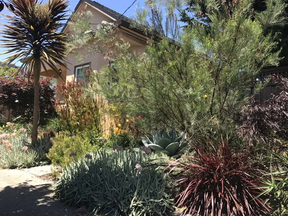 Trusted yard cleanup service for outdoor upgrades across Berkeley, CA - Farallon Gardens