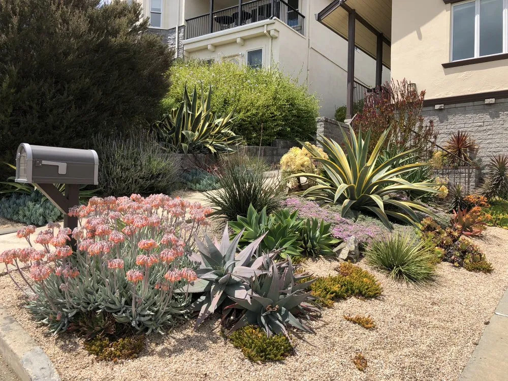 Trusted yard cleanup service in Berkeley, CA by Farallon Gardens