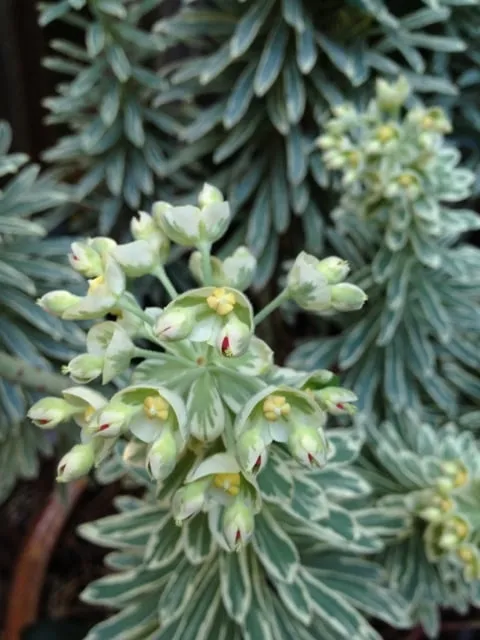 Top-rated lawn care service near you across Berkeley, CA - Farallon Gardens