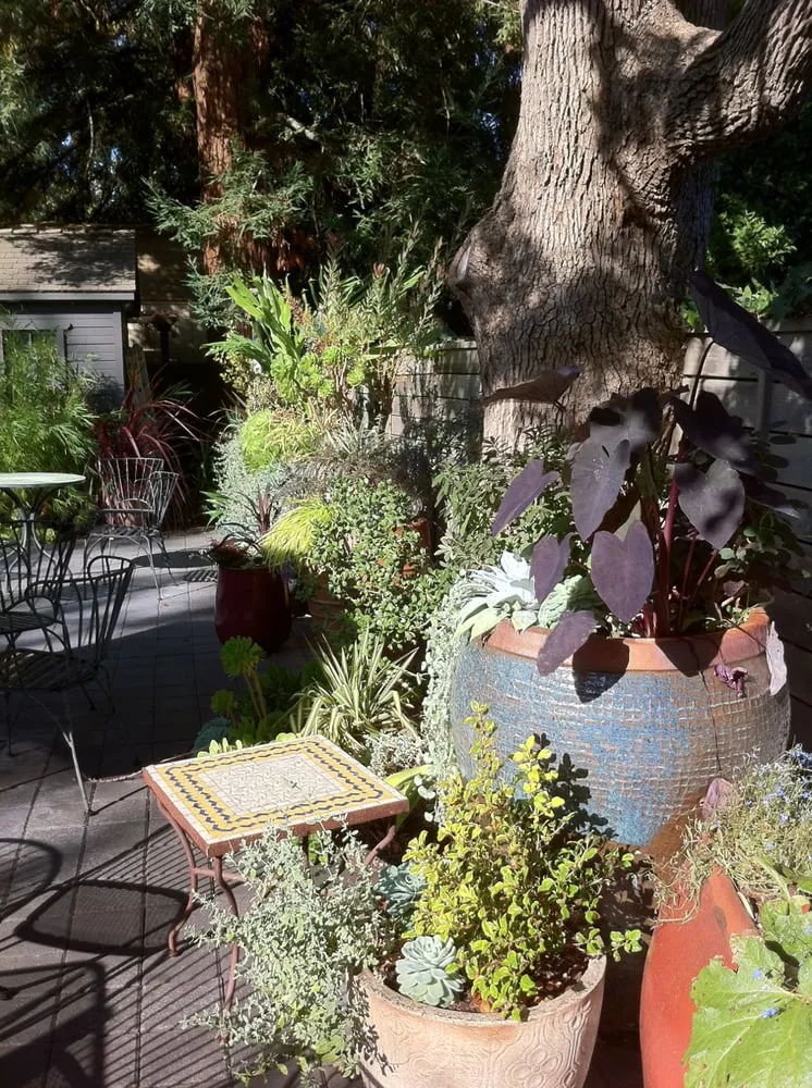 Reliable lawn mowing service for year-round maintenance across Berkeley, CA - Farallon Gardens