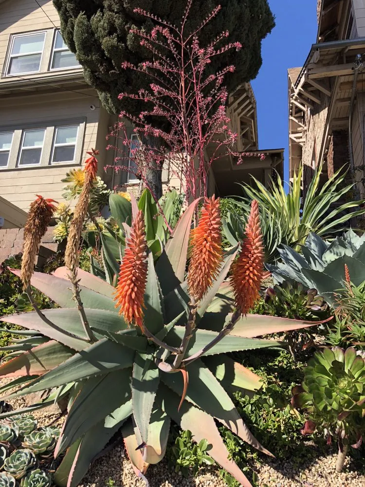 Affordable residential landscaping experts serving Berkeley, CA - Farallon Gardens