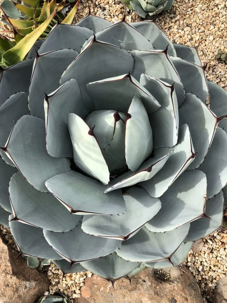 Local landscape design in Berkeley, CA by Farallon Gardens