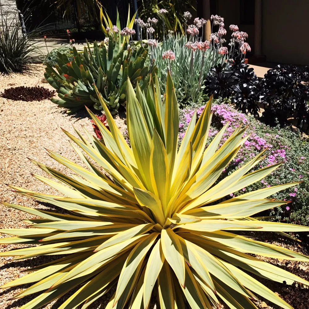 Affordable landscaping services for outdoor upgrades across Berkeley, CA - Farallon Gardens