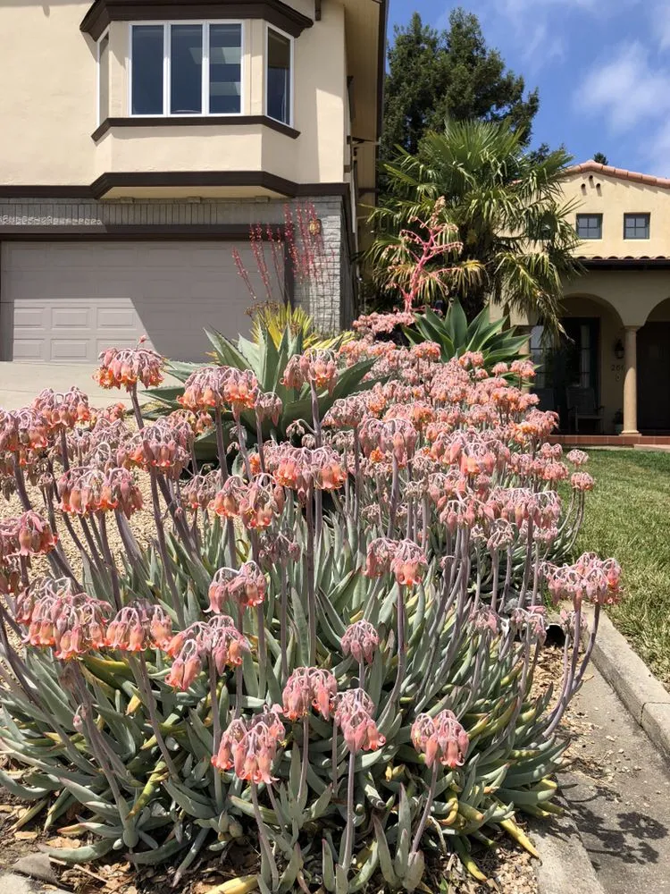 Professional landscaping services experts serving Berkeley, CA - Farallon Gardens