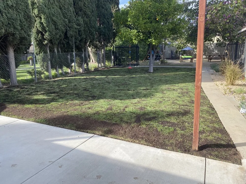 Professional yard cleanup service with custom design across Pico Rivera, CA - Farias Landscape & Design